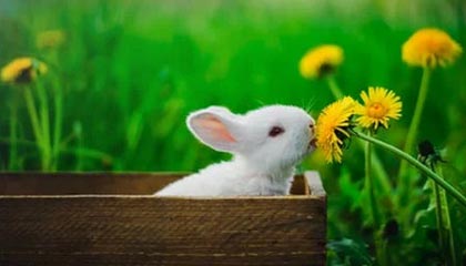 开云官方网站:以信任与创新点亮你的购物旅程